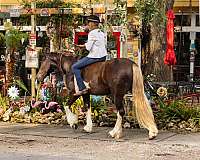 dressage-gypsy-vanner-horse