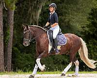 driving-gypsy-vanner-horse