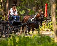 flashy-gypsy-vanner-horse