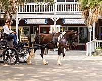 jumping-gypsy-vanner-horse