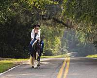 kid-safe-gypsy-vanner-horse