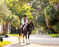 parade-gypsy-vanner-horse