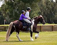 ridden-western-gypsy-vanner-horse