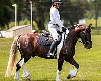 show-gypsy-vanner-horse