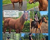 endurance-arabian-horse