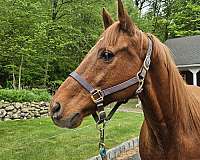 trail-arabian-horse