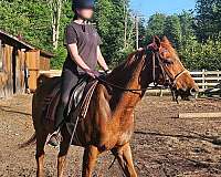 trail-riding-arabian-horse