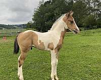 flashy-drum-paint-horse