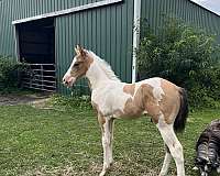 buckskin-tobiano-drum-paint-colt