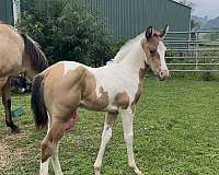 buckskin-tobiano-apha-colt