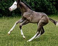 splash-white-horse