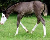 black-splash-white-horse