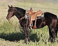 all-around-draft-horse