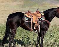 beginner-draft-horse