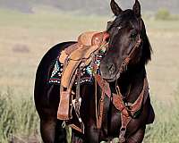 cross-draft-horse