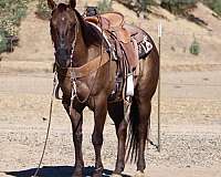 athletic-quarter-horse
