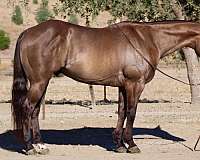 beginner-quarter-horse