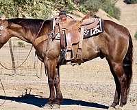 calf-roping-quarter-horse