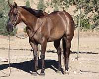 endurance-quarter-horse