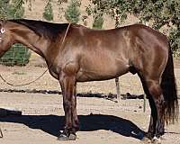 experienced-quarter-horse