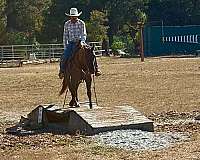 pack-quarter-horse