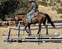 kid-safe-quarter-horse