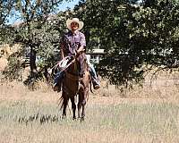 performance-quarter-horse