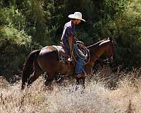 playday-quarter-horse