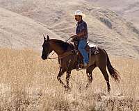 ranch-quarter-horse