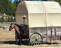 ranch-versatility-quarter-horse