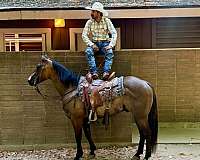 ranch-work-quarter-horse