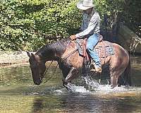 ridden-western-quarter-horse