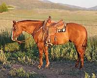 all-around-quarter-horse
