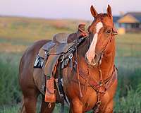 athletic-quarter-horse