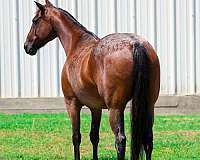 athletic-quarter-horse