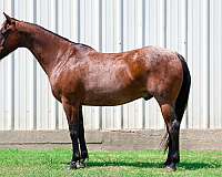 beginner-quarter-horse