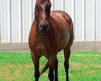 calf-roping-quarter-horse