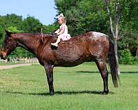 endurance-quarter-horse