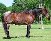 experienced-quarter-horse