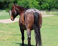 flashy-quarter-horse