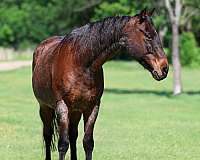 kid-safe-quarter-horse