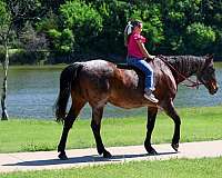 parade-quarter-horse