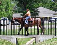 performance-quarter-horse