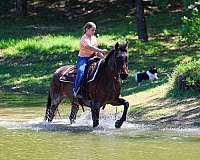 playday-quarter-horse