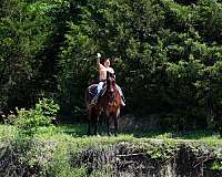 ranch-quarter-horse
