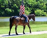 ranch-versatility-quarter-horse