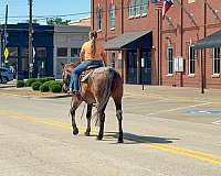 ranch-work-quarter-horse