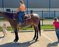 ridden-western-quarter-horse