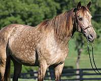 dappled-rocky-mountain-horse