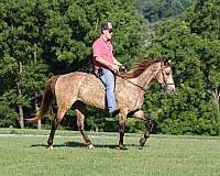 athletic-rocky-mountain-horse